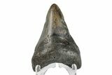 Juvenile Megalodon Tooth - North Carolina #172650-1